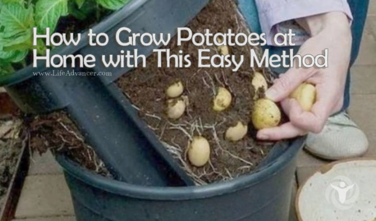 Read more about the article How to Grow Potatoes at Home with This Easy Method