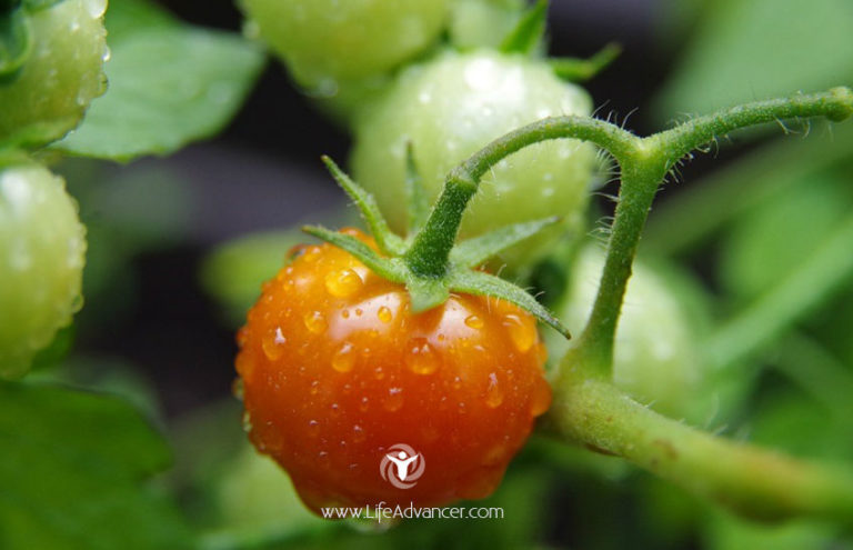 Read more about the article How to Grow Tomatoes In Your Backyard: Everything You Need to Know