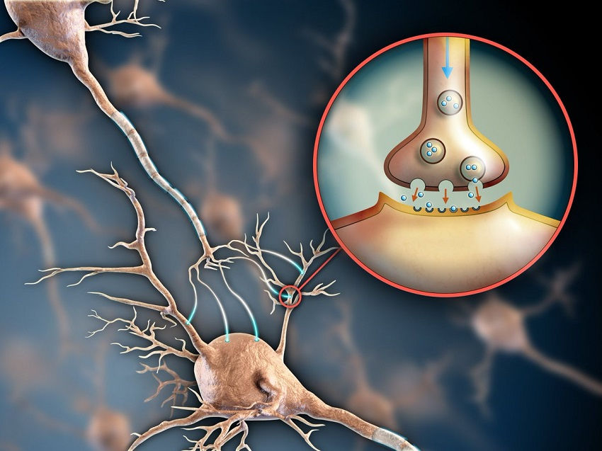 Serotonin - How Its Symptoms Make You Anxious and Depressed