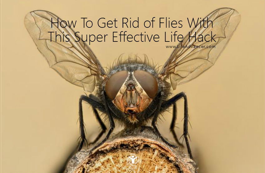 How To Get Rid of Flies life hack