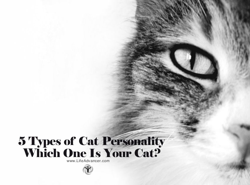Types of Cat Personality