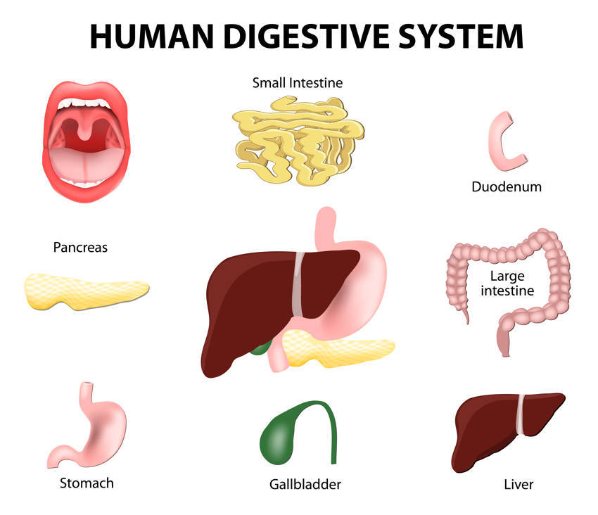 human digestive system