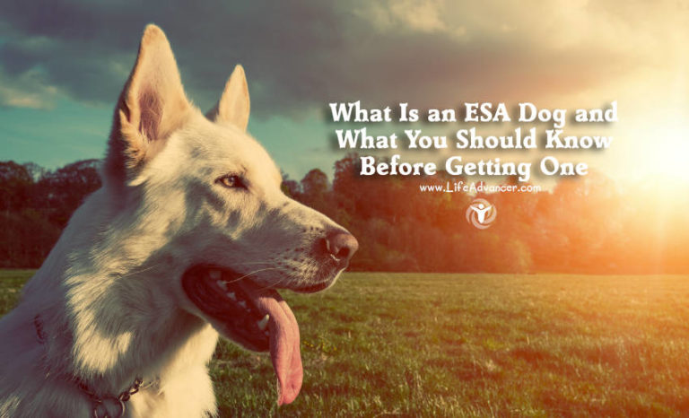 Read more about the article What Is an ESA Dog and What You Should Know Before Getting One