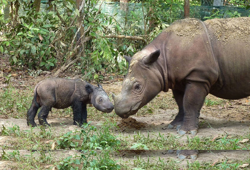 Sumatran rhinoceros endangered animals