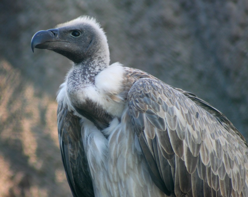 White-backed Vulture 