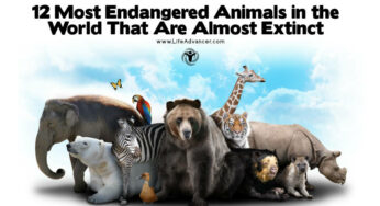 12 Most Endangered Animals in the World That Are Almost Extinct