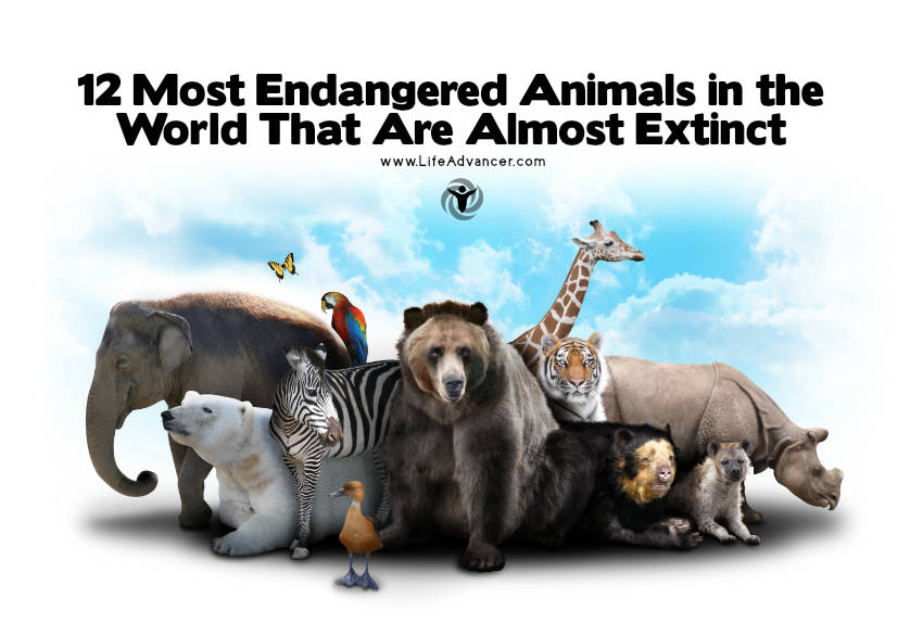 most endangered animals