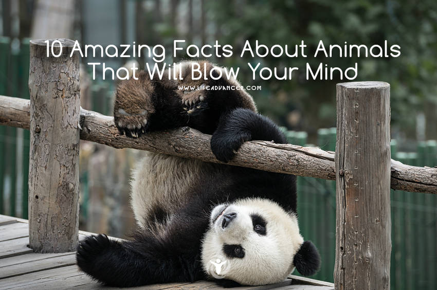 10 Amazing Facts about Animals (#5 Is Really Weird!)