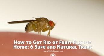 How to Get Rid of Fruit Flies at Home: 6 Safe and Natural Traps