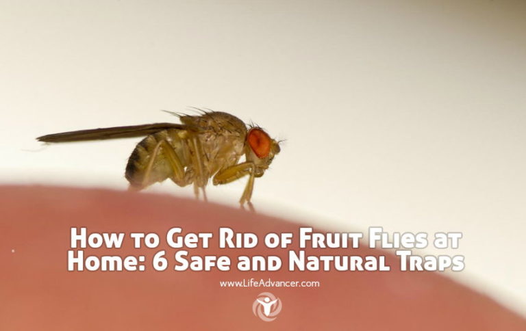 Read more about the article How to Get Rid of Fruit Flies at Home: 6 Safe and Natural Traps