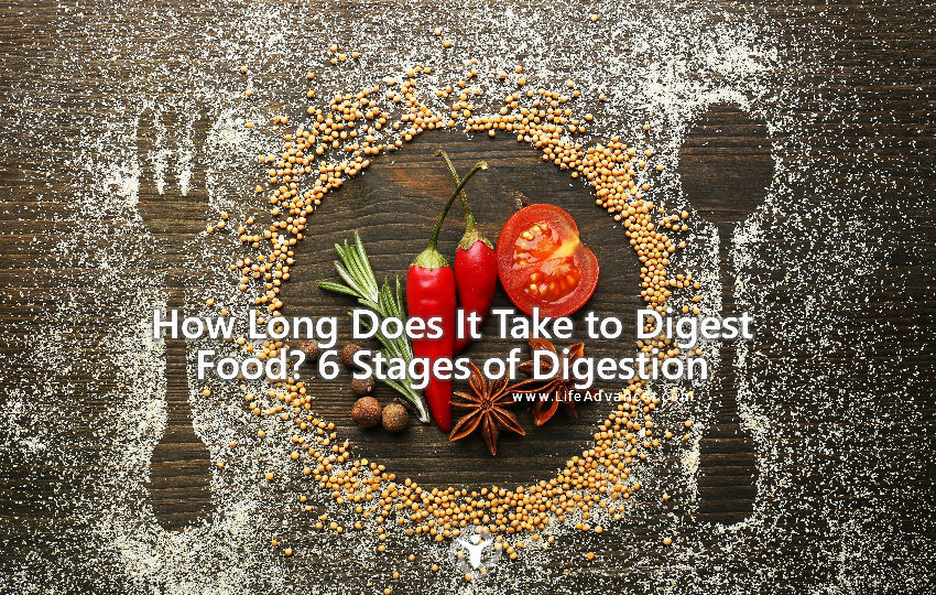 how long does it take to digest food