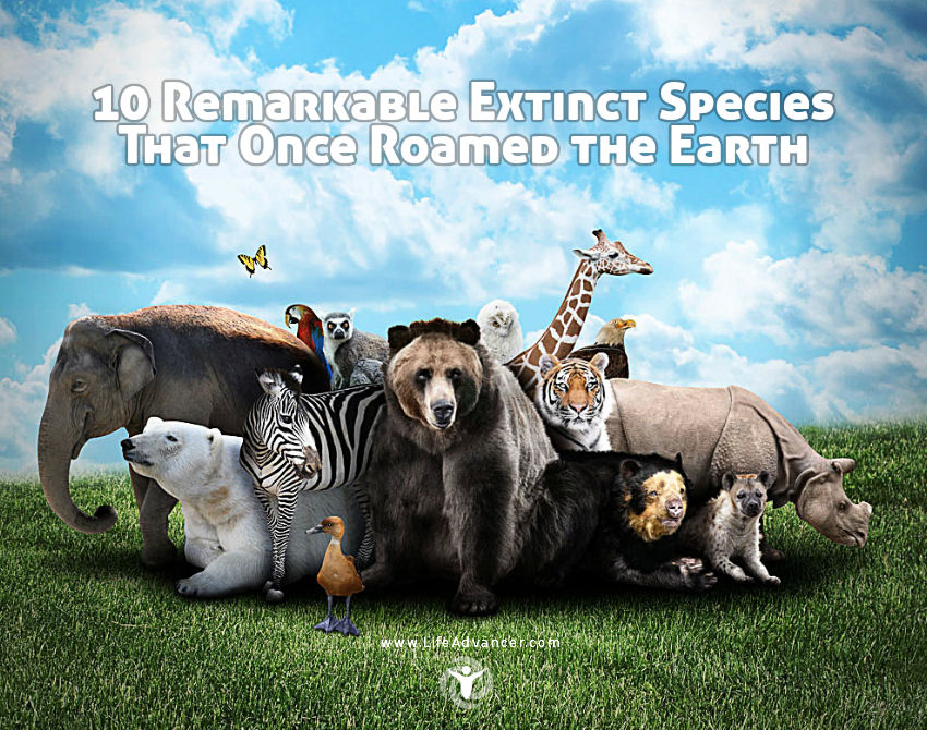 Extinct Species That Once Roamed the Earth