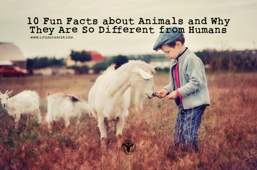 10 Fun Facts about Animals & Why They Are So Different from Humans