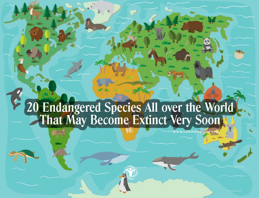 Endangered Species All over the World