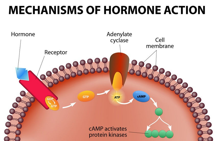 Hormone Imbalance Symptoms You Shouldn't Ignore