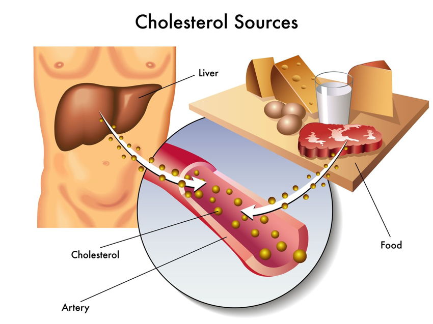 Cholesterol sources