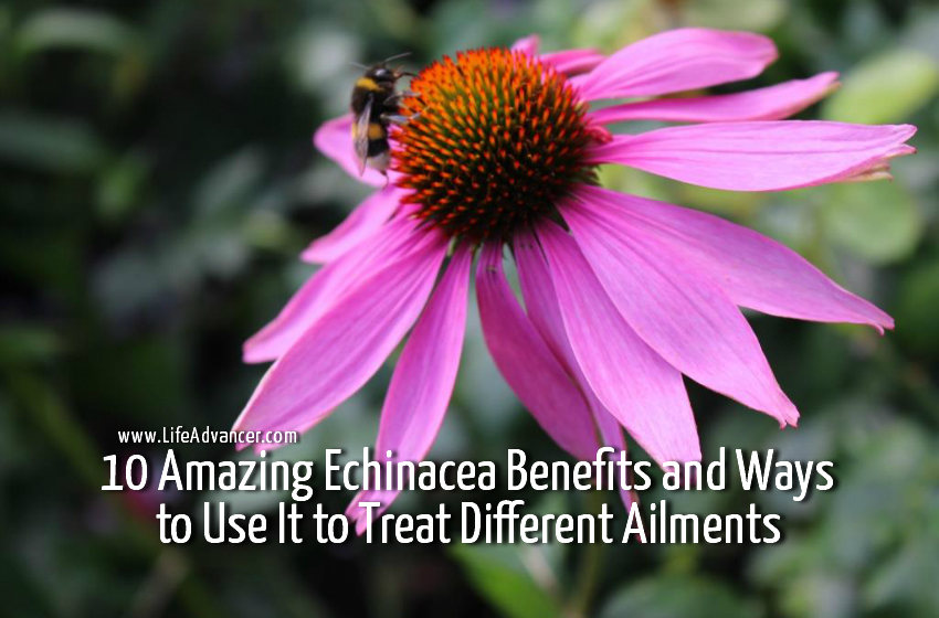 Echinacea Benefits
