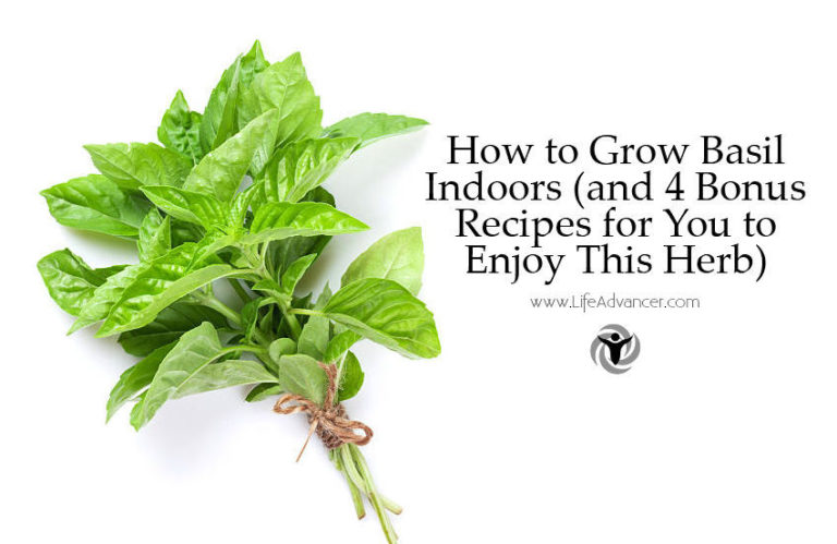 Read more about the article How to Grow Basil Indoors & 4 Bonus Recipes with Fresh Basil