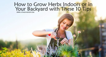 How to Grow Herbs Indoors or in Your Backyard with 10 Tips