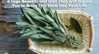 6 Sage Benefits for Your Health and Ways to Use This Herb