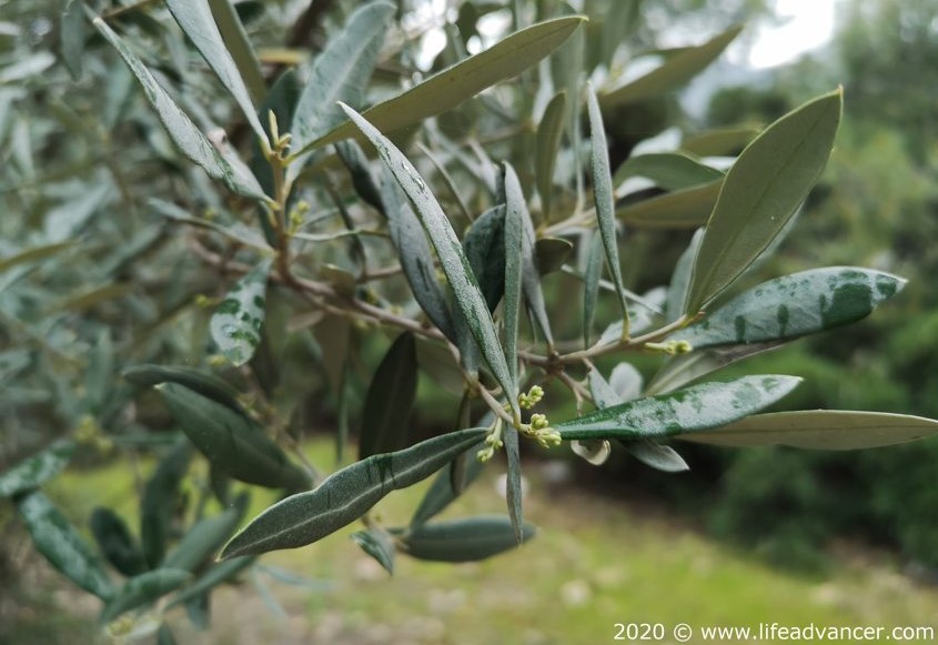 olive leaf health benefits