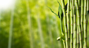 8 Benefits of Bamboo That Make It Great for Going Green