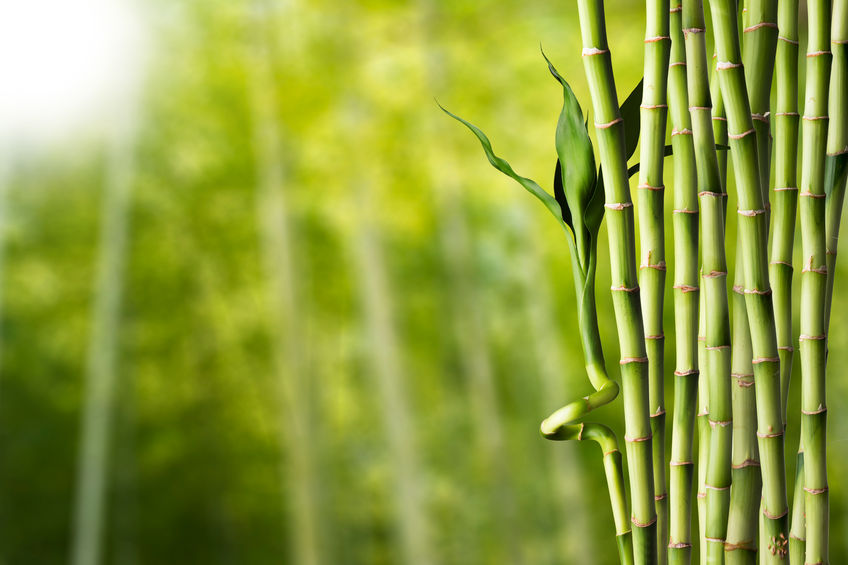 Benefits of Bamboo That Make It a Great Material for Going Green