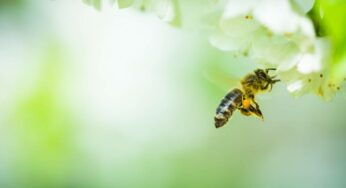 How to Save Bees: 6 Practical Tips You Can Use Every Day
