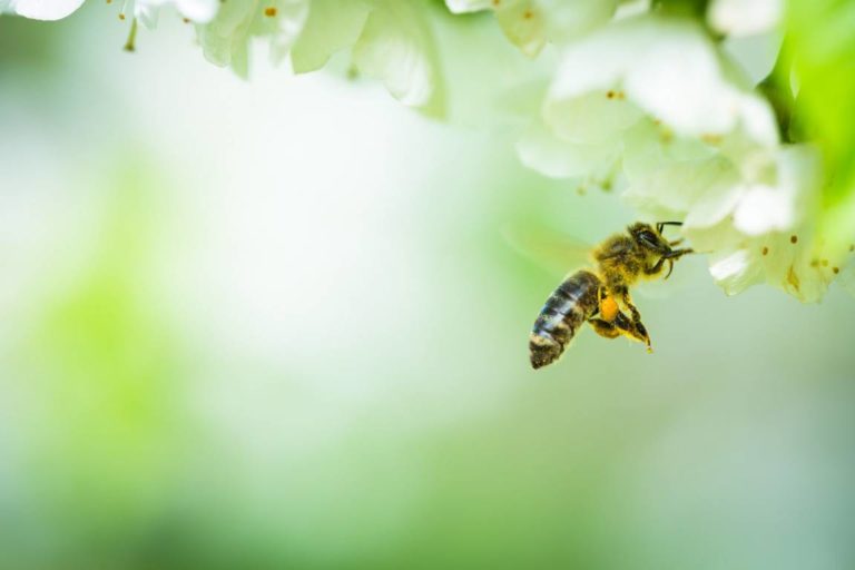 Read more about the article How to Save Bees: 6 Practical Tips You Can Use Every Day