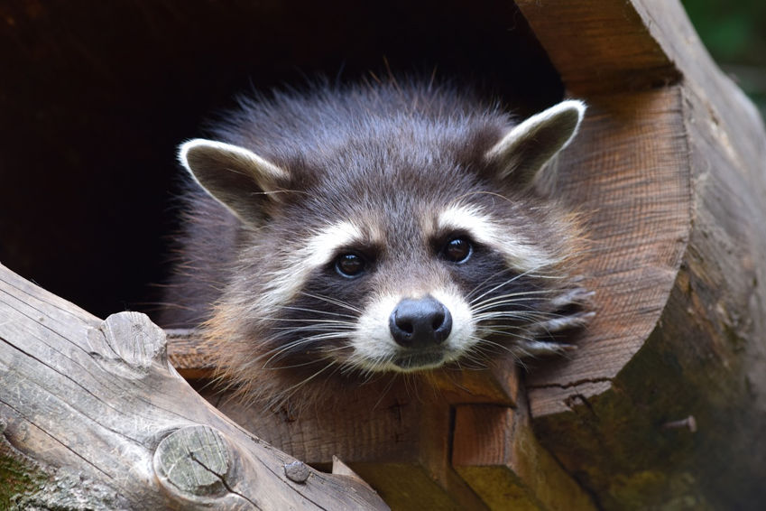 Fun Facts about Raccoons