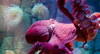 9 Octopus Facts That Prove These Creatures Are Absolutely out of This World!