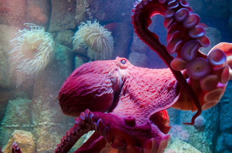 Read more about the article 9 Octopus Facts That Prove These Creatures Are Absolutely out of This World!