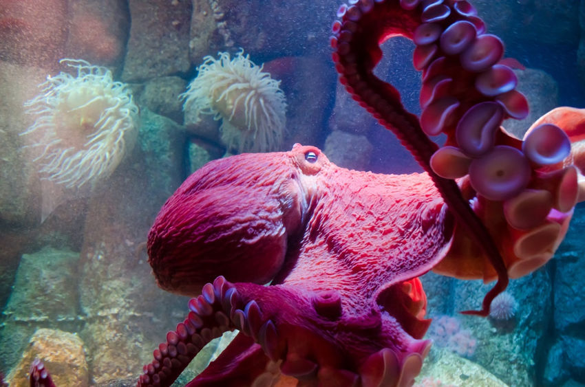 Octopus Facts That Will Blow Your Mind