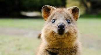 10 Quokka Facts: What You Didn’t Know about This Cute Animal