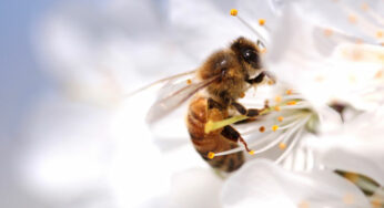 What Would Happen If Bees Went Extinct All Over the Planet?