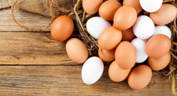 Difference Between Brown Eggs and White Eggs: Which to Prefer?