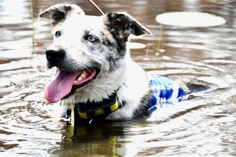 Read more about the article This Dog Helped Save Numerous Koalas in Australia Wildfires