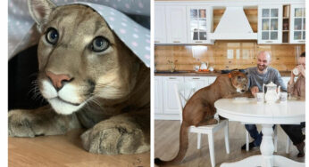 The Touching Story of Messi the Puma Who Lives as a Housecat in a Russian Family