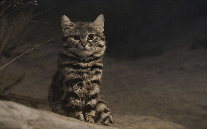 The Black-Footed Cat
