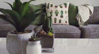 How to Decorate a Plant Pot: 20 Creative and Easy Ideas