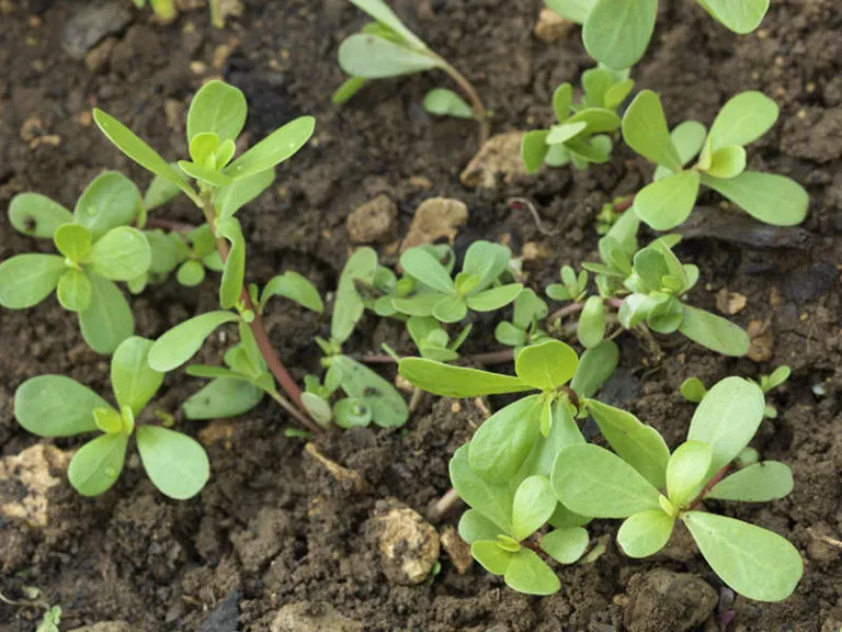 Purslane - health-boosting plants