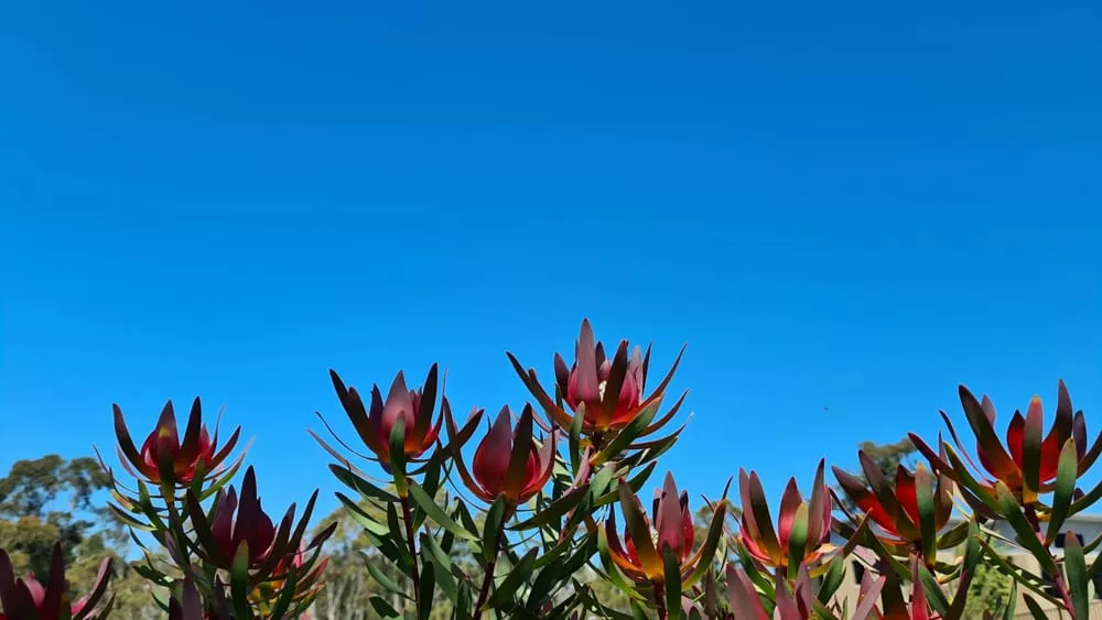 Leucadendron on a blue sky